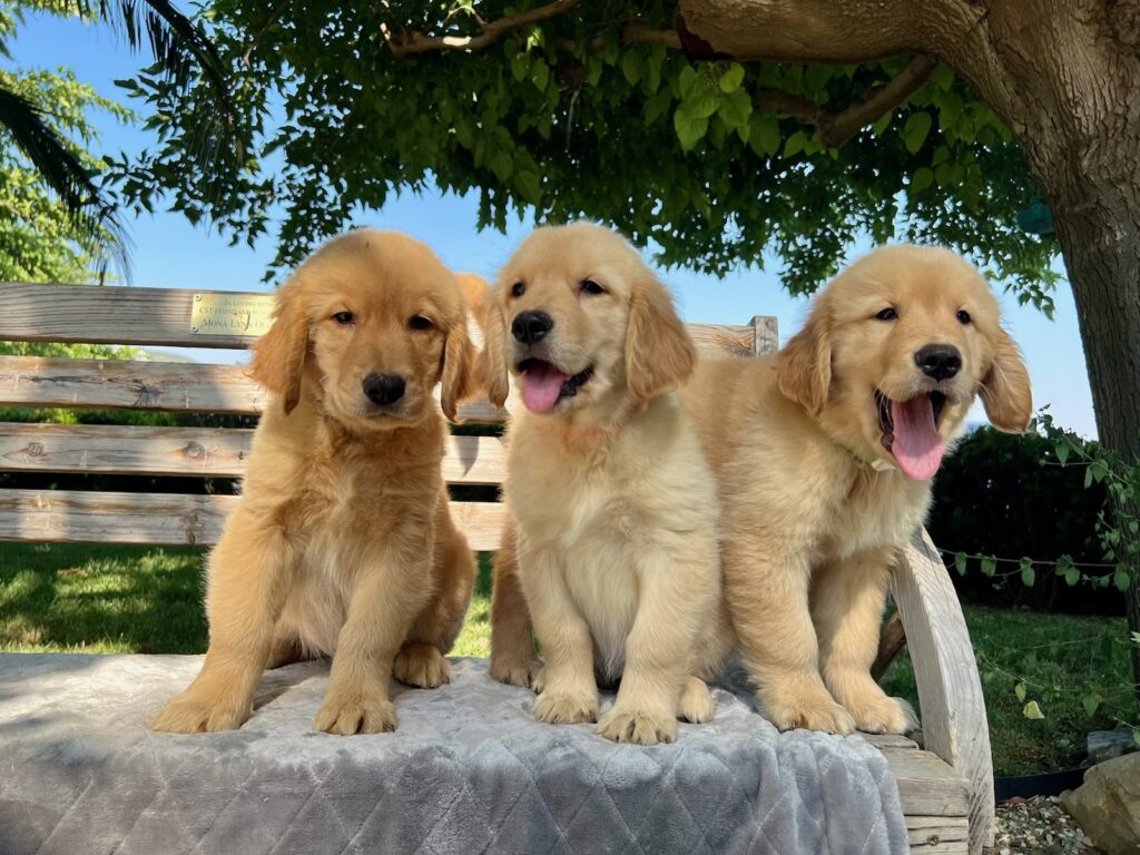 puppy
